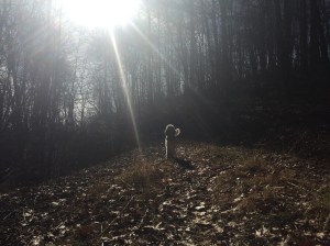 Shooter, enjoying his romp.