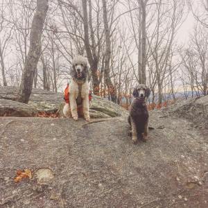 15826790_10207929510331828_4572446050892040899_n