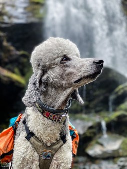 F3E9E2C4-ED4D-4583-B546-8A90C7902716_1_105_c